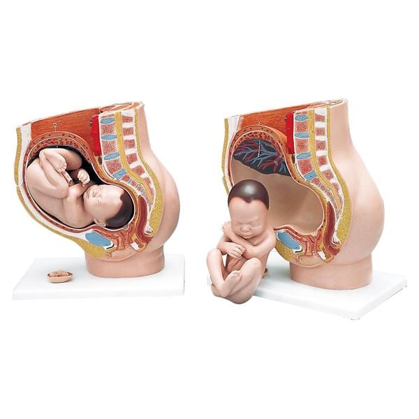 Anatomisch model foetus 9 maanden - 3-delige set