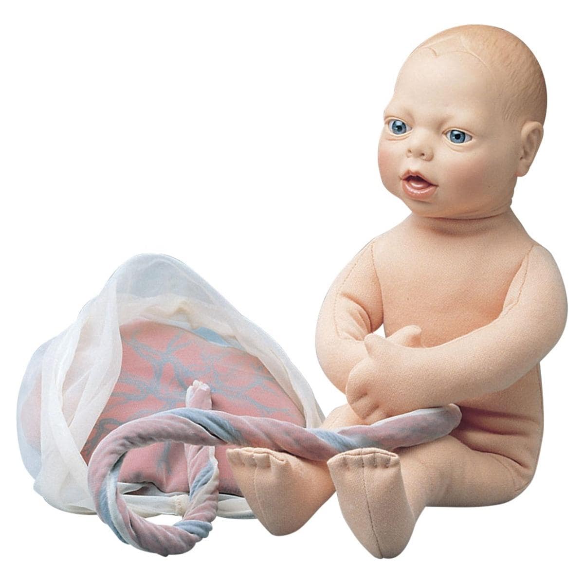 Anatomisch model foetus - per stuk