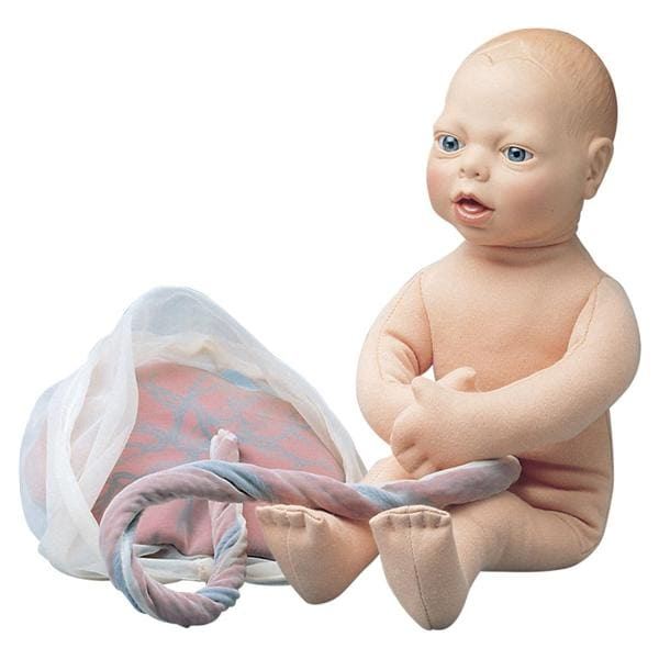 Anatomisch model foetus - per stuk