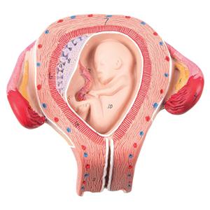 Anatomisch model foetus 3 maanden - per stuk