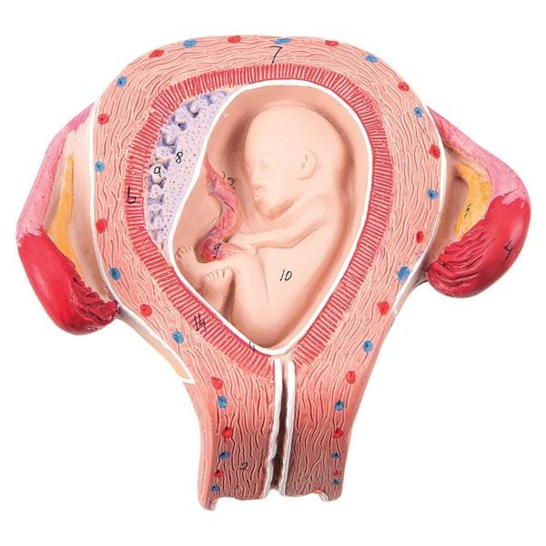 Anatomisch model foetus 3 maanden - per stuk