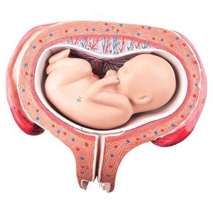 Anatomisch model foetus 5 maanden - per stuk