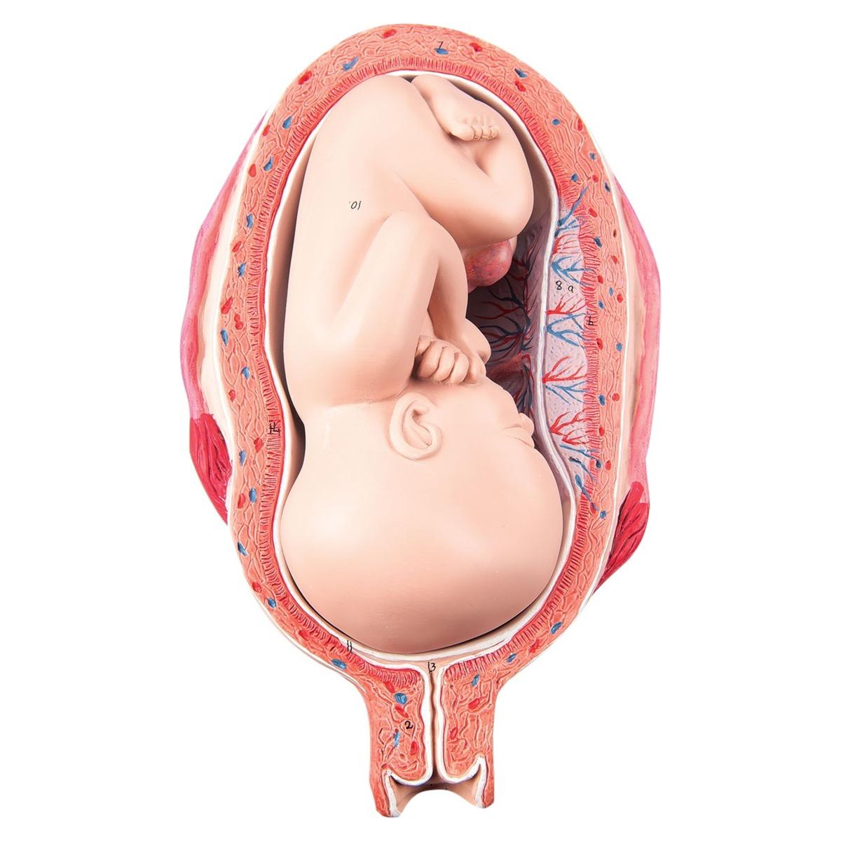 Anatomisch model foetus 7 maanden - per stuk