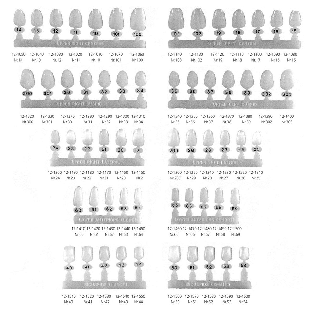 Polycarbonate Crowns premolaar - Linksboven en linksonder, 51