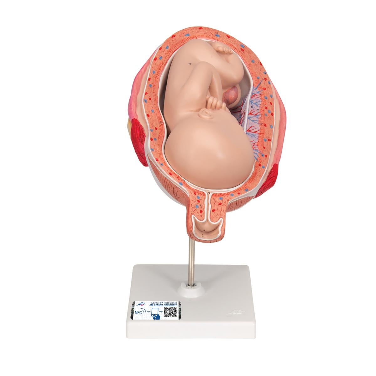Anatomisch model foetus 7 maanden - per stuk