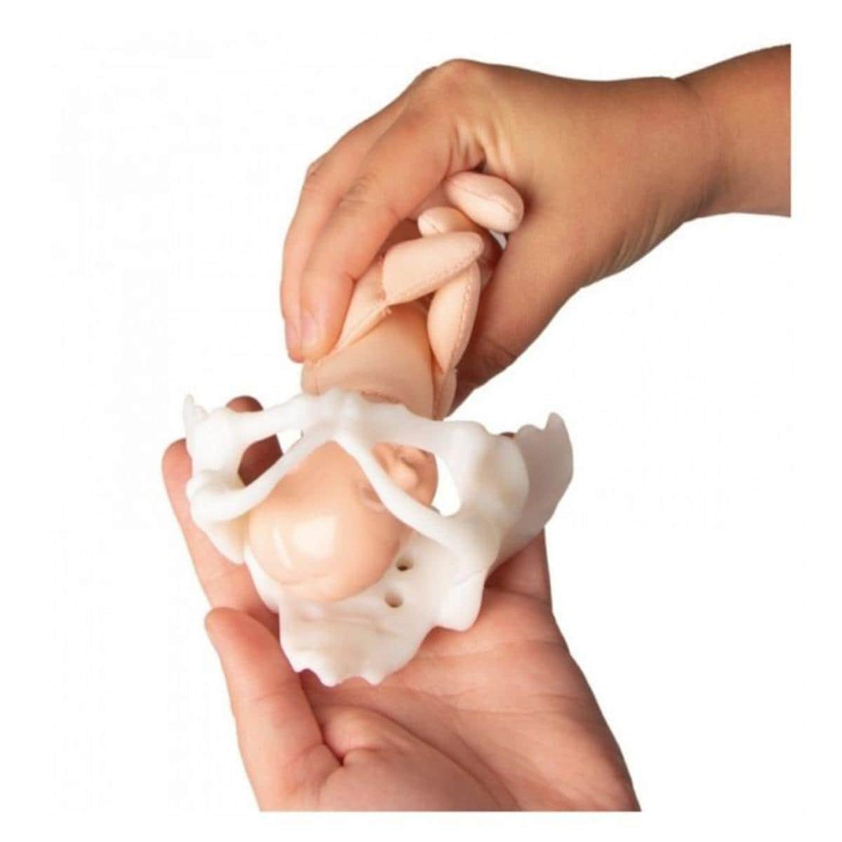 Miniatuur bekken + foetus - per set