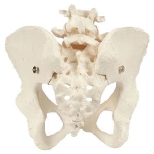 Anatomisch model vrouwelijk bekken skelet - Per stuk